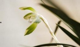 空谷幽兰爆料视频大全,揭秘幕后真相与精彩瞬间