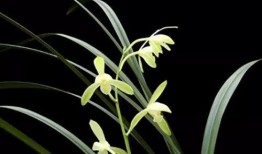 空谷幽兰爆料视频大全,揭秘幕后真相与精彩瞬间