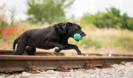 爆料狗狗训练基地视频