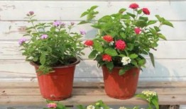 圆子王者爆料最新消息视频,揭秘游戏内神秘事件与未来更新内容