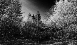 黑白森林在线观看,在线揭秘神秘森林的奇幻之旅