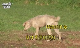 爆料救助狗狗视频播放在线观看,温情满满引网友泪目