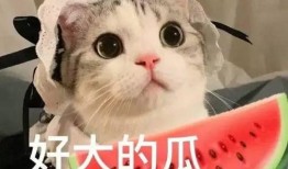 娱乐吃瓜君和罗小猫