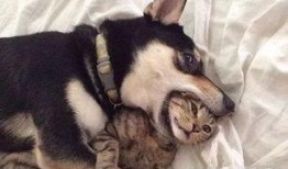 爆料狗狗训练基地视频