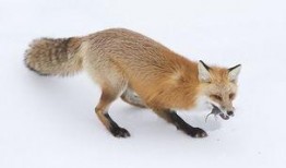 红狐全集在线观看,揭秘神秘红狐家族的传奇故事