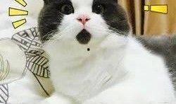 狍子先生爆料视频播放在线观看,独家解析幕后真相