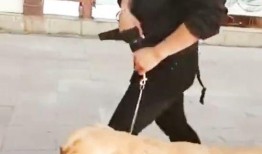 爆料狗狗训练基地视频