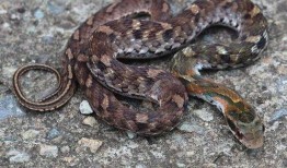 南京大花蛇最新爆料,揭秘神秘事件背后真相