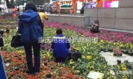 重庆小学生爆料案件最新,校园安全事件引发社会关注