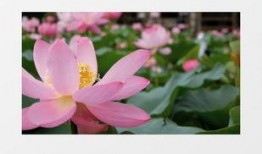 百莲花电影在线观看,在线观看，尽享视听盛宴
